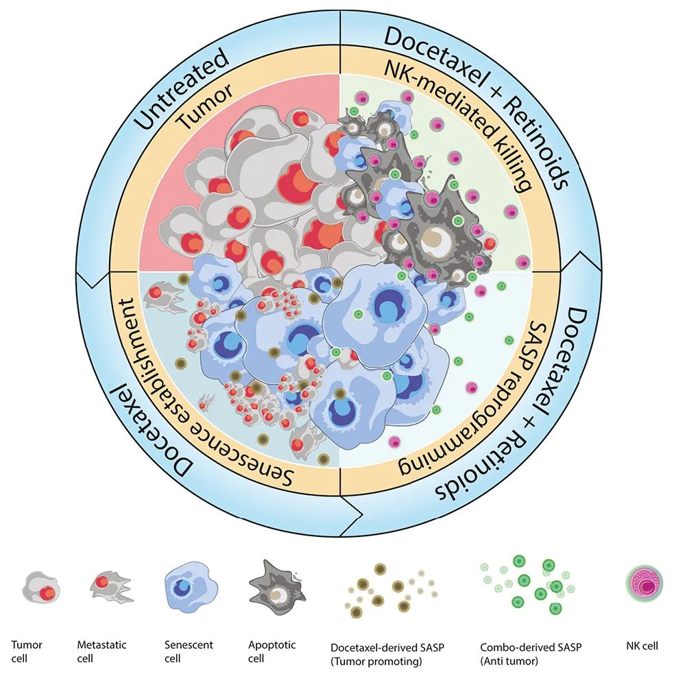 Cancer Cell：激活維A酸受體，可重編程衰老反應，增強NK細胞抗腫瘤活性